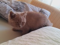 British shorthair lilac yavrumuz