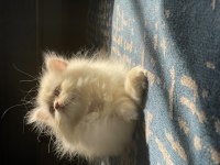 Safkan BRİTİSH LONGHAİR ERKEK 3 aylık