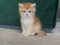 Şecereli Anne ve Babadan ny12 Safkan British Shorthair