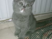 British Shorthair Yavrular