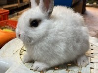 HOLLANDA LOP TAVŞANLARI VE CÜCE TAVŞANLAR