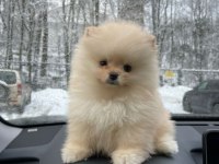 POMERANİAN BOO YAVRULAR
