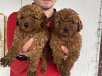 Üst Kalite Orjinal Toy Poodle Yavruları
