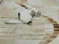Scottish fold prenses evimizin