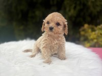 Maltipoo yavrularımız