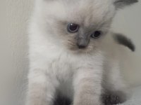 British shorthair bebeklerimi veriyorum