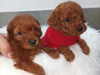 Premium Toy Poodle