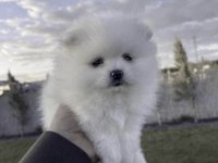 Pomeranian Boo Sağlıklı