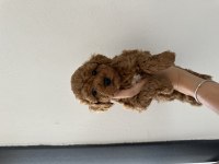 Sağlık garantili toy poodle kore