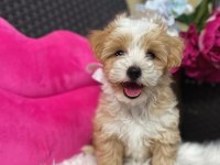 Maltipoo Mini Teacup Yavrularımız