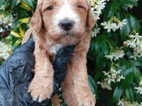 IRK VE SAĞLIK GARANTİ POODLE YAVRULARIMUZ