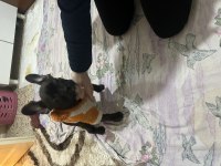 3 Aylık Yavru Dişi French Bulldog