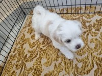 Bebek yüz Maltese