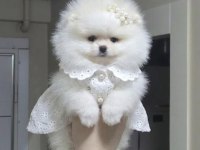 Üst kalite mini boy orijinal ırk pomeranian boo dişi