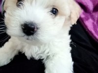 Dünya tatlısı Maltese terrier