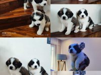 St Bernard yavrularımız cerrner kontrolünden geçmiştir