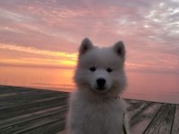 KARBEYEZ SAMOYED YAVRULARIMIZ