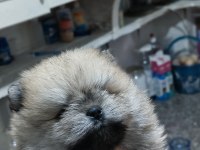 Pomeranian tospik yavrular