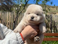 ÜST DÜZEY CHOW CHOW YAVRULARI