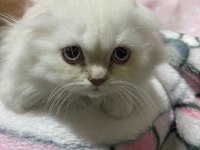 Scottish fold beyaz mavi gözlü erkek