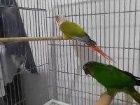 KONUR TAKIM RENK GÜZELİ ,ERKEK EVCİL KONUŞMA MEVCUT