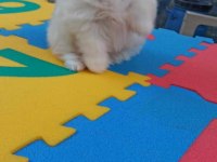 Kar beyaz pomeranian