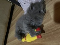 British longhair kedimiz
