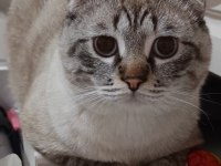Scottish fold dumanımıza aile arıyoruz