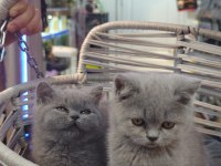 British Shorthair ve Scottish Fold Yavrular Teslime Hazır