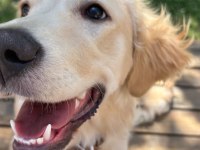 8 Aylık Dişi Baby Face Golden Retriever