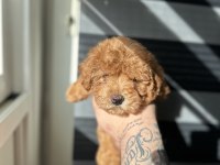 Toy poodle kore ayarında Maltipoo