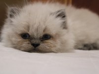 Safkan mavi göz british longhair