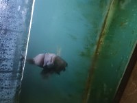 Ele alışık vahşi flowerhorn