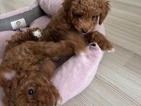 2 aylık 2 adet poodle erkek bebekler