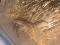 Axolotl her şeyi ile