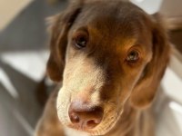 Acil yuva aranıyor golden retriever