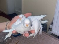 Albino ds yavru muhabbet kuşu yeni fırından çıktı