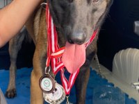 Safkan Irk Garantili Malinois Yavrular
