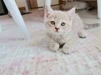 ÇOK İNSANCIL YAVRULARIMIZ BRİTİSH SHORTHAİR