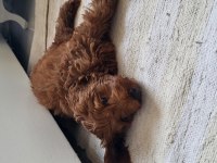 2 Aylık Dişi Maltipoo