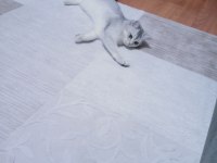 9 aylık kedimiz kısırlaştırma yapıldı