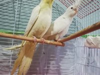 Albino ve Lutino Sultan Papağanı