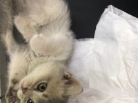 Acil british shorthair yavrumuza yuva aranıyor