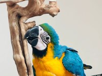 10 Aylık Macaw Papağanımız