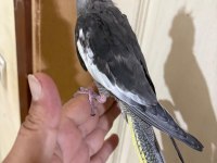 44 GÜNLÜK KONUŞTURMALIK SULTAN PAPAĞANI BEBEK