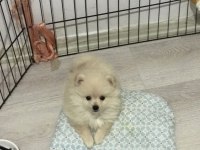 POMERANİAN SPİTZ