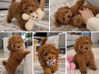 Toy Poodle Irkı Yavrular