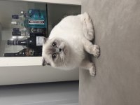 Pamuk scottish fold kızımıza yuva arıyoruz