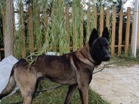 10 Aylık Erkek Eğitimli Malinois