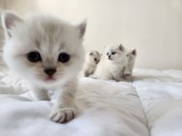 British Shorthair Yavrular